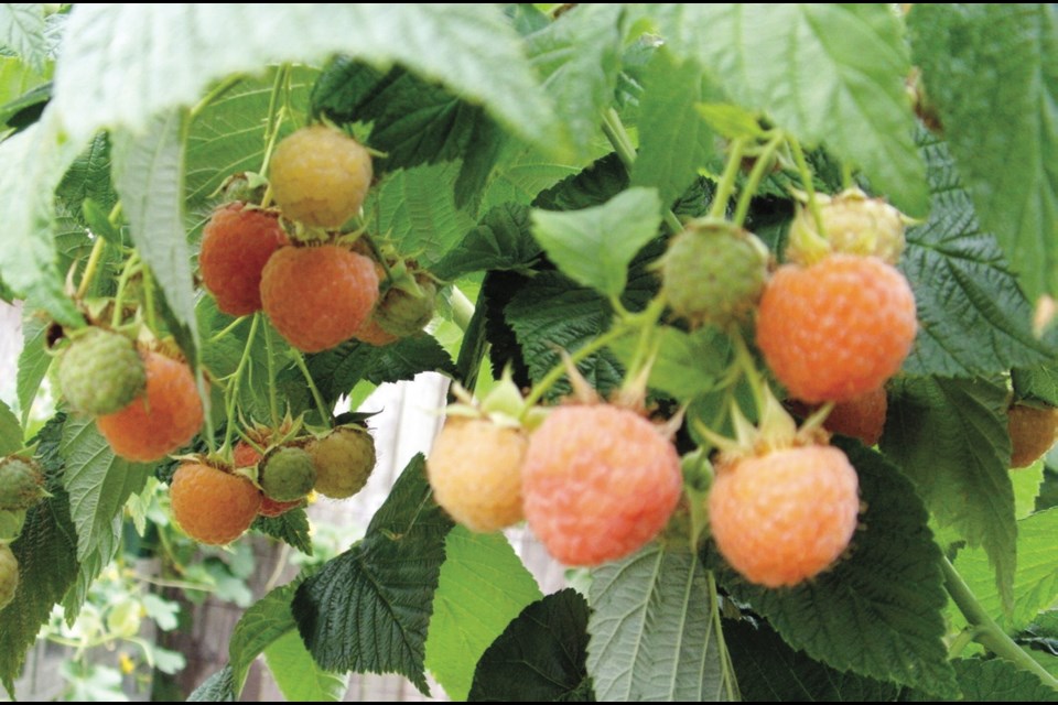 What's in Season? Raspberries - Canadian Food Focus
