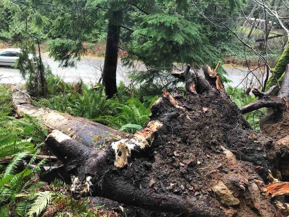 View from the base of the tree that fell on three youth Jan. 24.