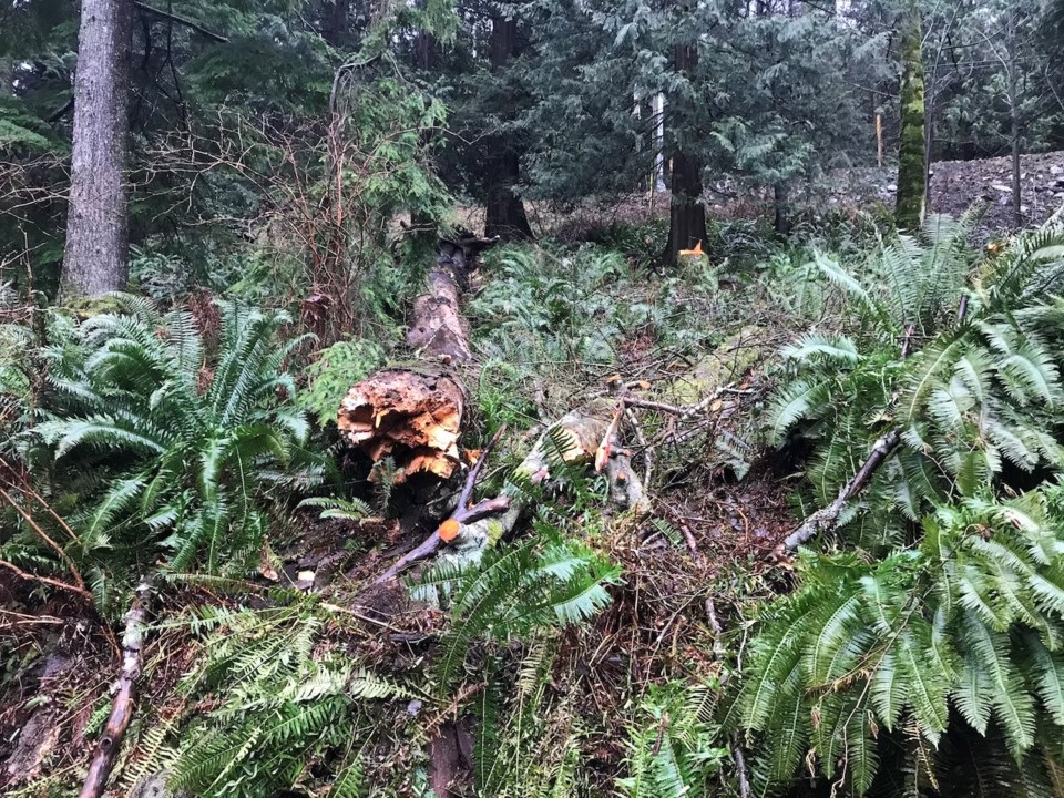 View from the road of the tree trunk that fell.