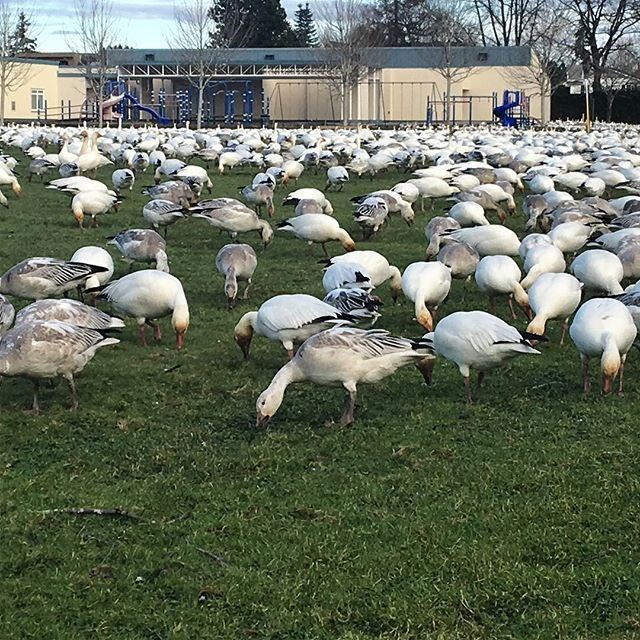 Snow geese Richmond