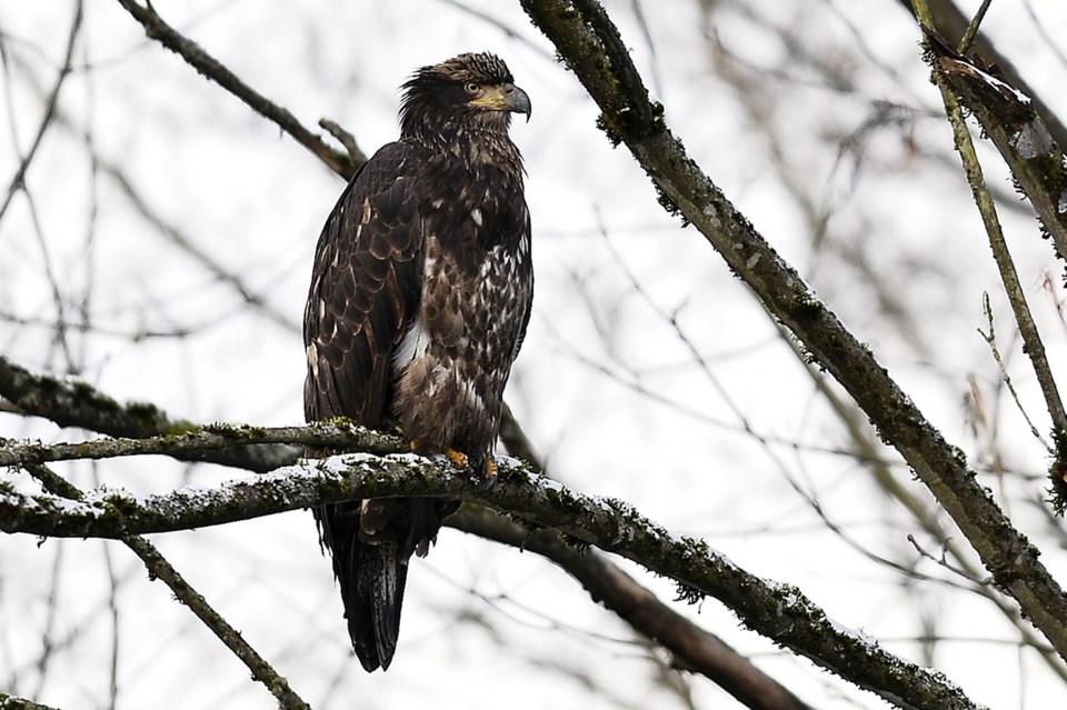 Montrose Park Bird