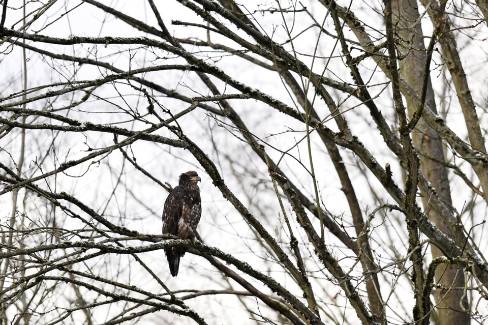 wide perch bird