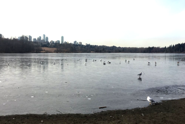 birds on ice