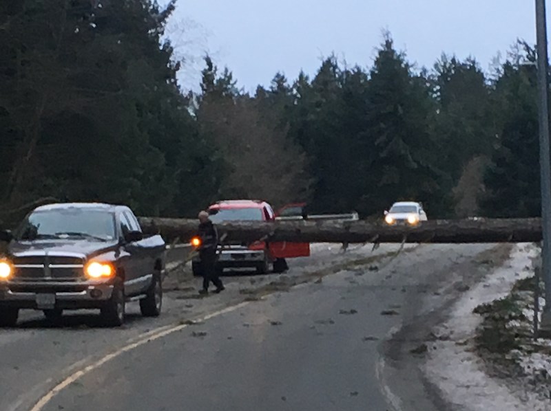 Tree down