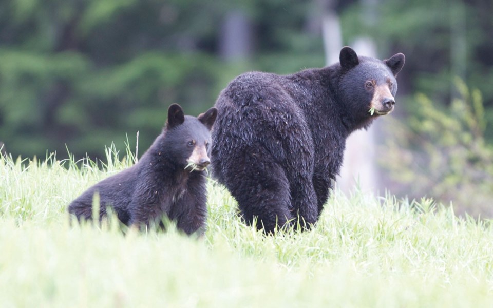 news bear pic