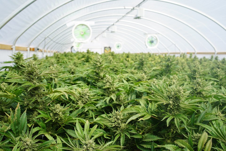 The B.C. government announced Feb. 11 that cannabis is not an eligible crop for carbon tax relief gr