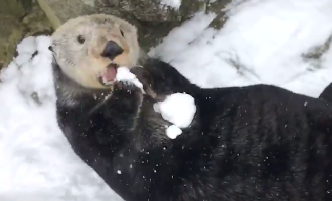 sea otter snow ball