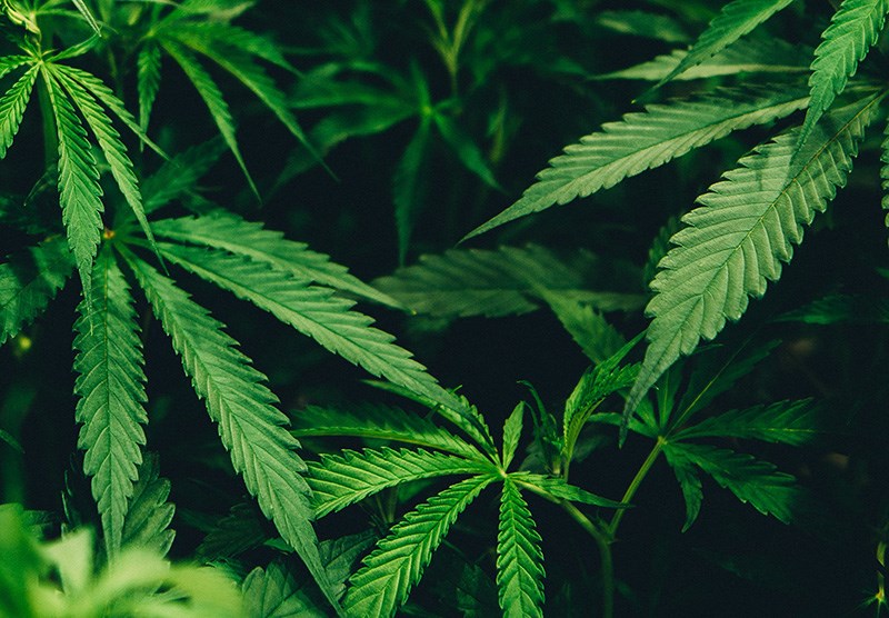 Cannabis plants