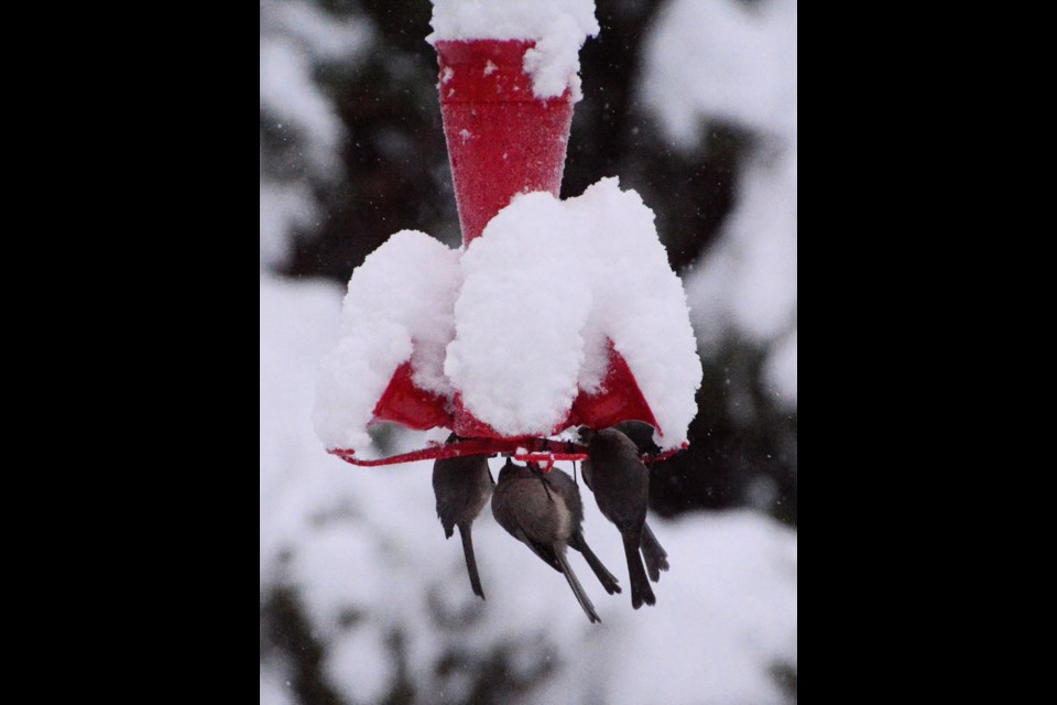 Bushtits attempt to drink off the bottom of a hummingbird feeder under snow.
