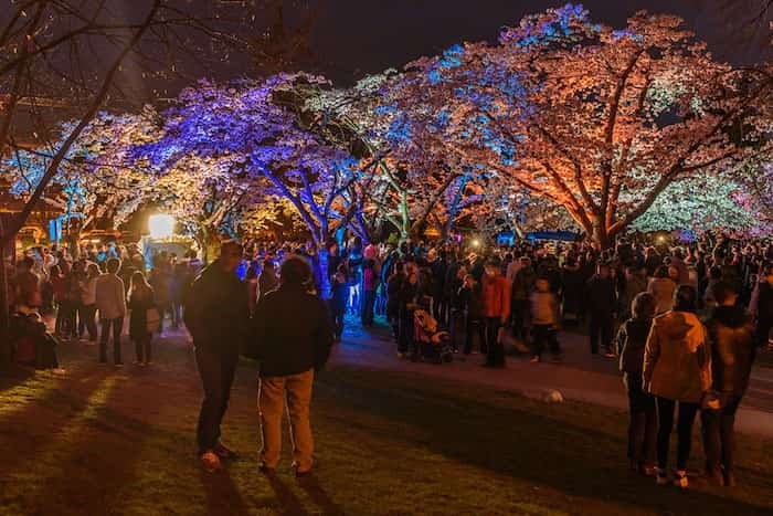 Cherry Blossom Festival