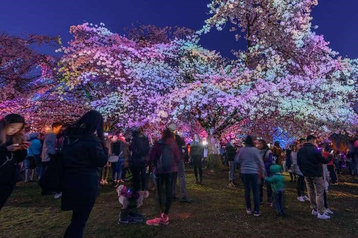 Vancouver Cherry Blossom Festival
