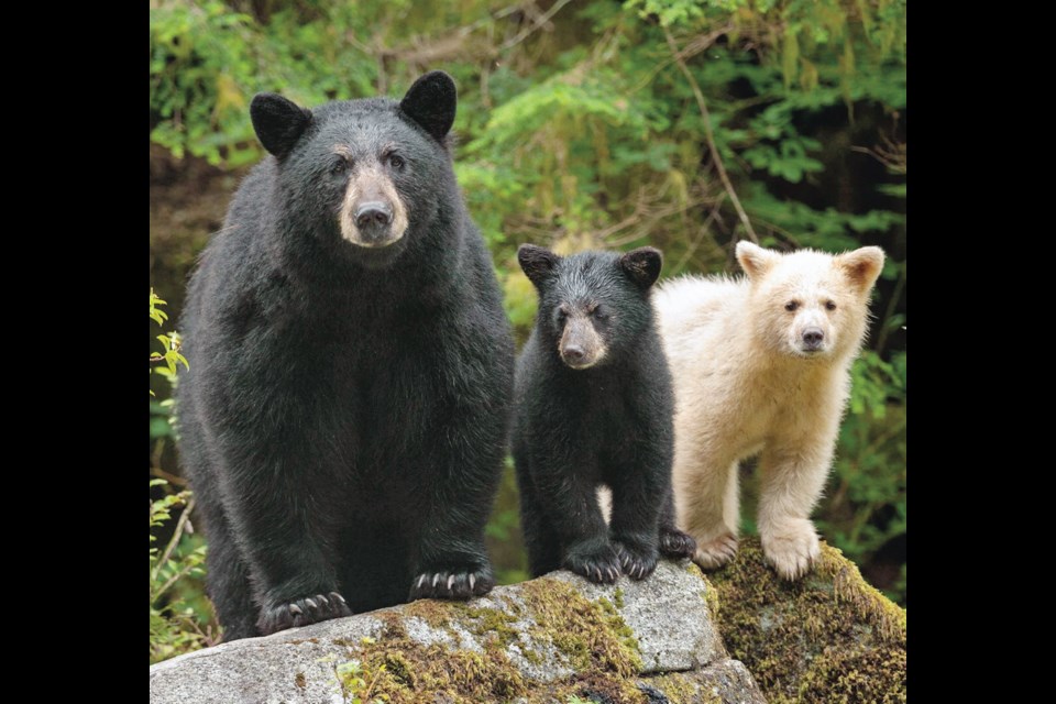 Mother black bears can have both black and all-white cubs (known as spirit bears). This family looks out on to the Great Bear Rainforest.