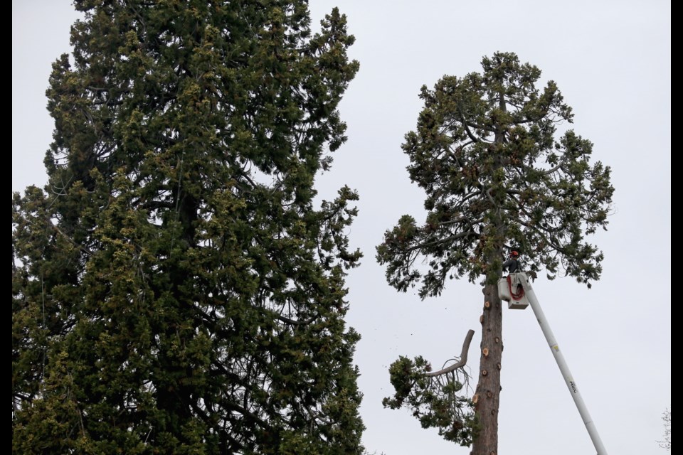 A large tree is cut down at the site of a new 83-unit housing development at 1201 Fort St. on Tuesday, Feb. 19, 2019.