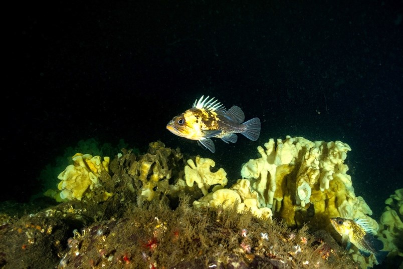 Sponge reefs