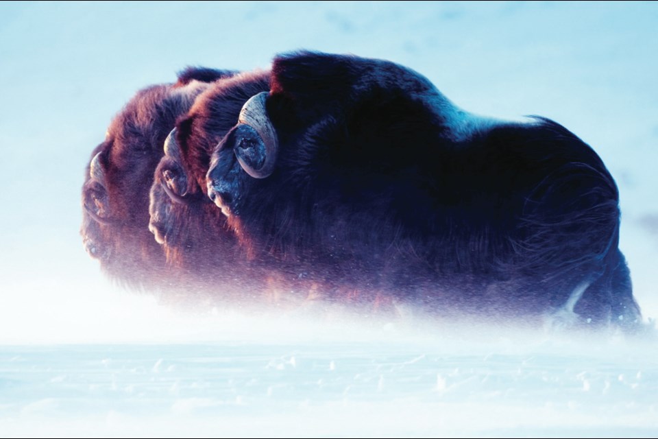 Photographer Florian Schulz captured these musk oxen in the Alaskan Arctic. Schulz, winner of the North American Nature Photography Association award for photographer of the year, is showcasing his work in the presentation National Geographic Live: Into the Arctic Kingdom on Feb. 27 at the Royal Theatre.