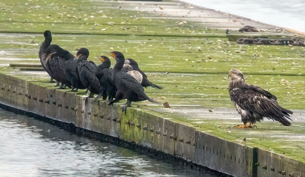Double-Crested Cormorants & Bald Eagle