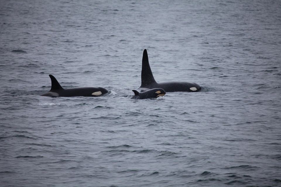 Orca calf