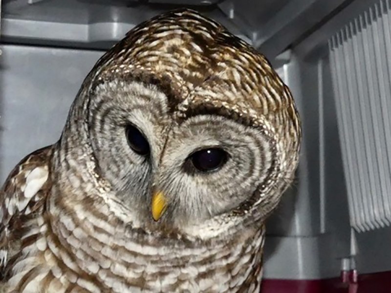 Powell River Orphaned Wildlife Society