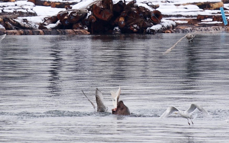 Sea lion eats sturgeon