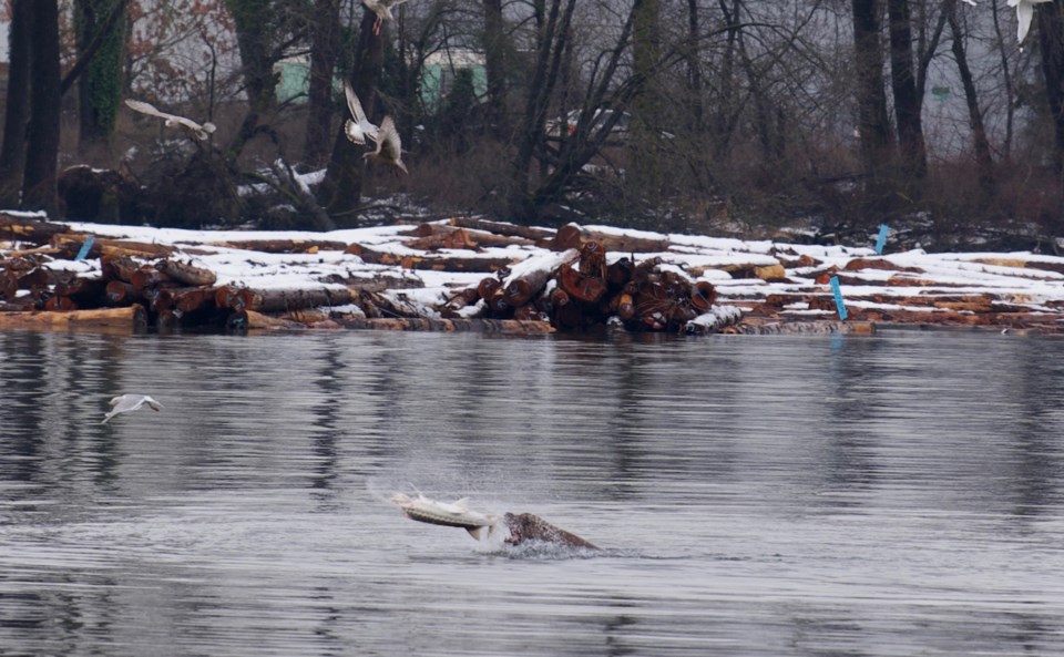 NEW 2 Sea Lion & Sturgeon (2).jpg