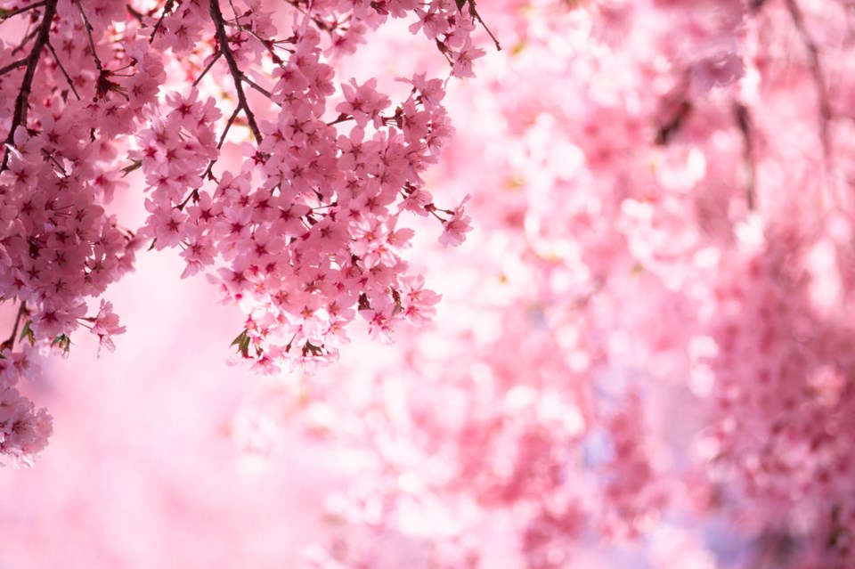Get your cherry blossom fix next month at Metrotown Mall. Photo iStock