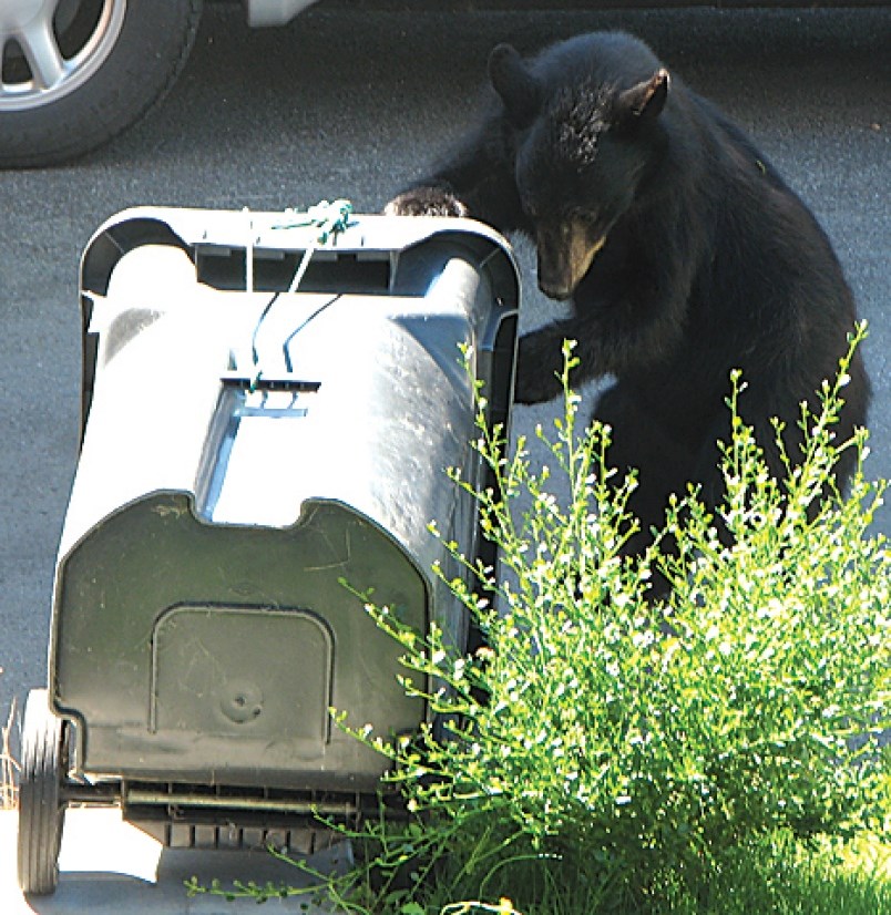 bear