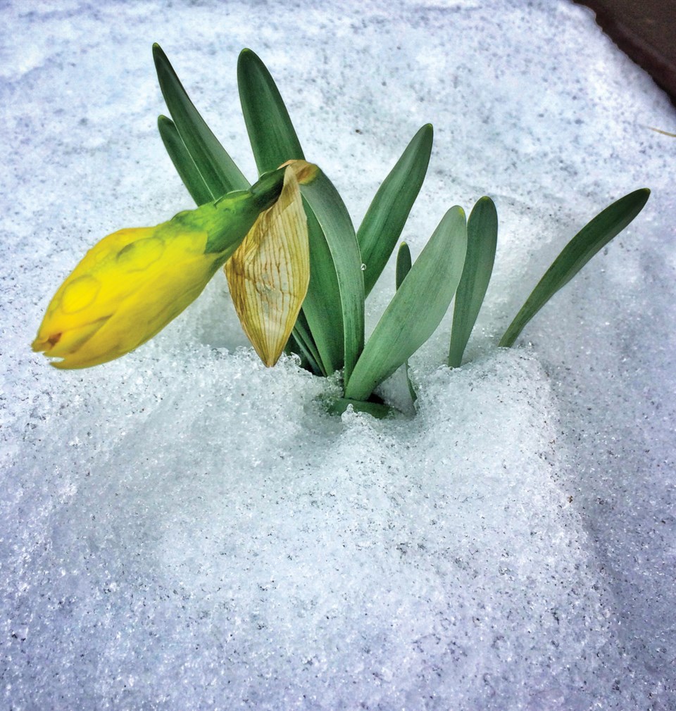 spring