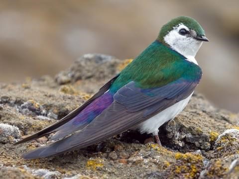 birding