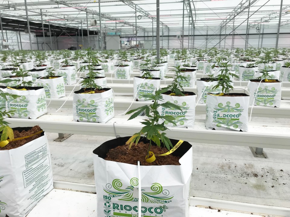 martha stewart cannabis