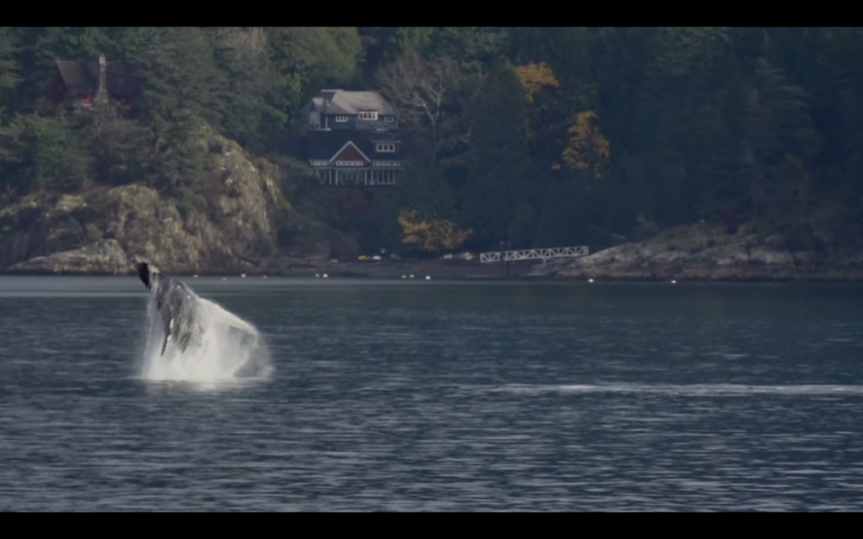 A still frame from Bob Turner's latest film "Return of the Humpbacks"