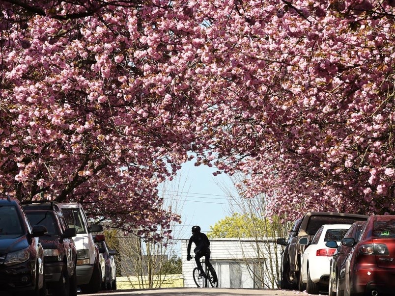 The Vancouver Cherry Blossom Festival drops its petals across the city April 4 to April 28. Photo Da