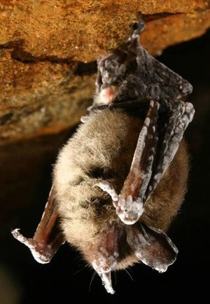 dead bats
