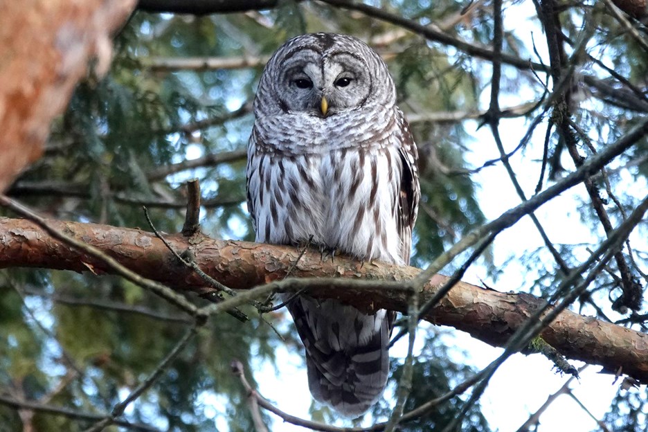 This barred owl has been frequenting a Burnaby neighbourhood. GLEN GOVIER PHOTO