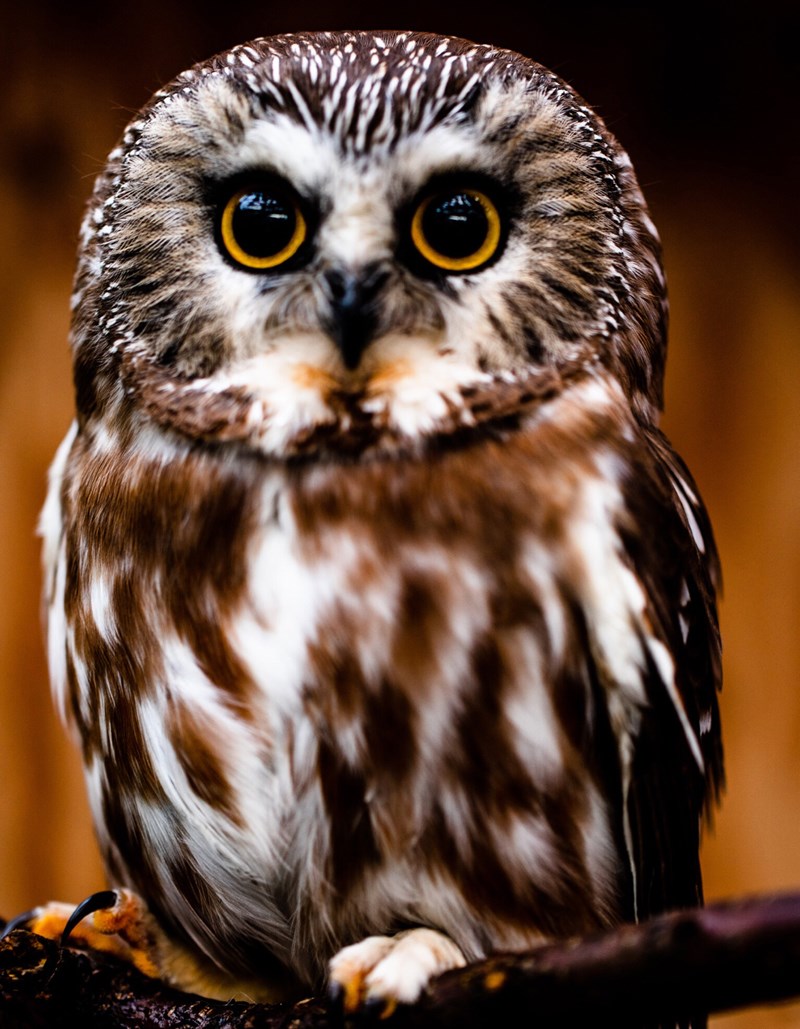Powell River Orphaned Wildlife Society