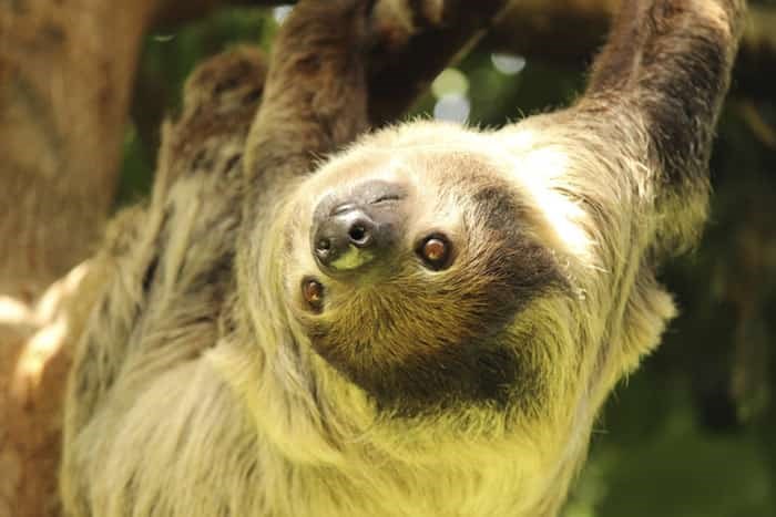 Learn about sloths’ exotic peeing habits at the 鶹ýӳAquarium this spring break.