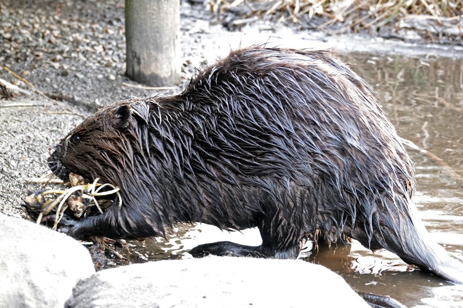 The beaver walks on shore at Burnaby Lake. GLEN GOVIER PHOTO