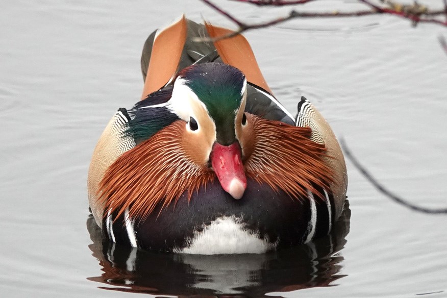 mandarin duck burnaby