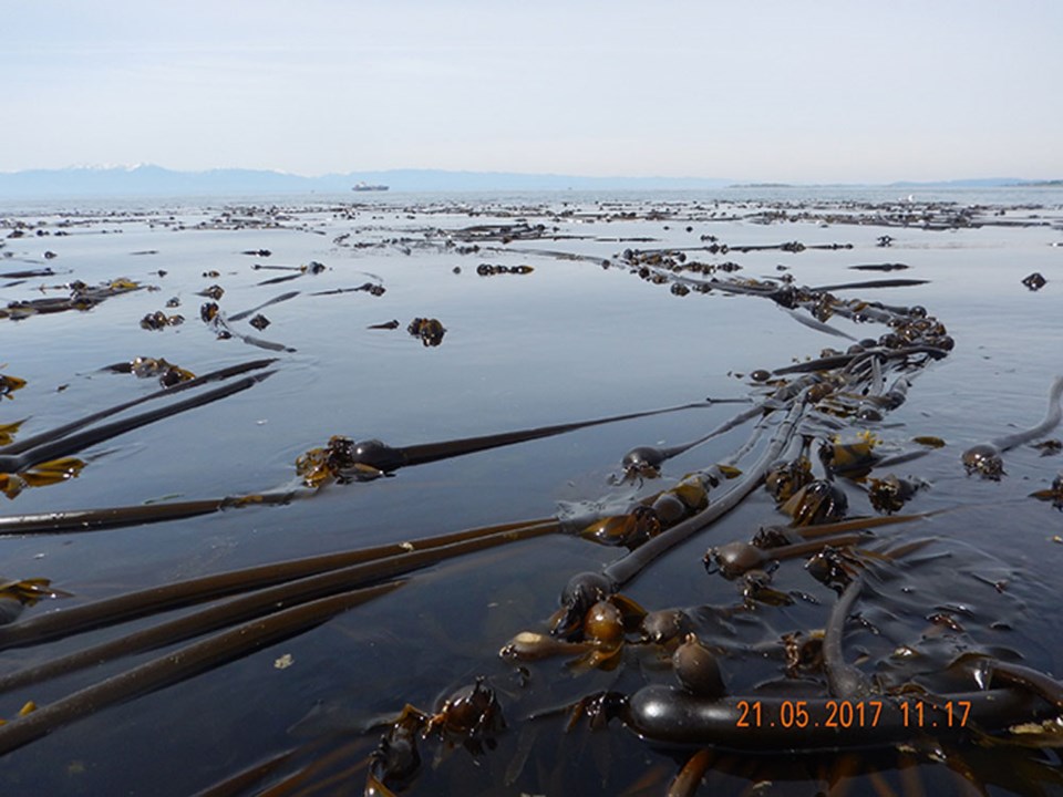 Kelp bed