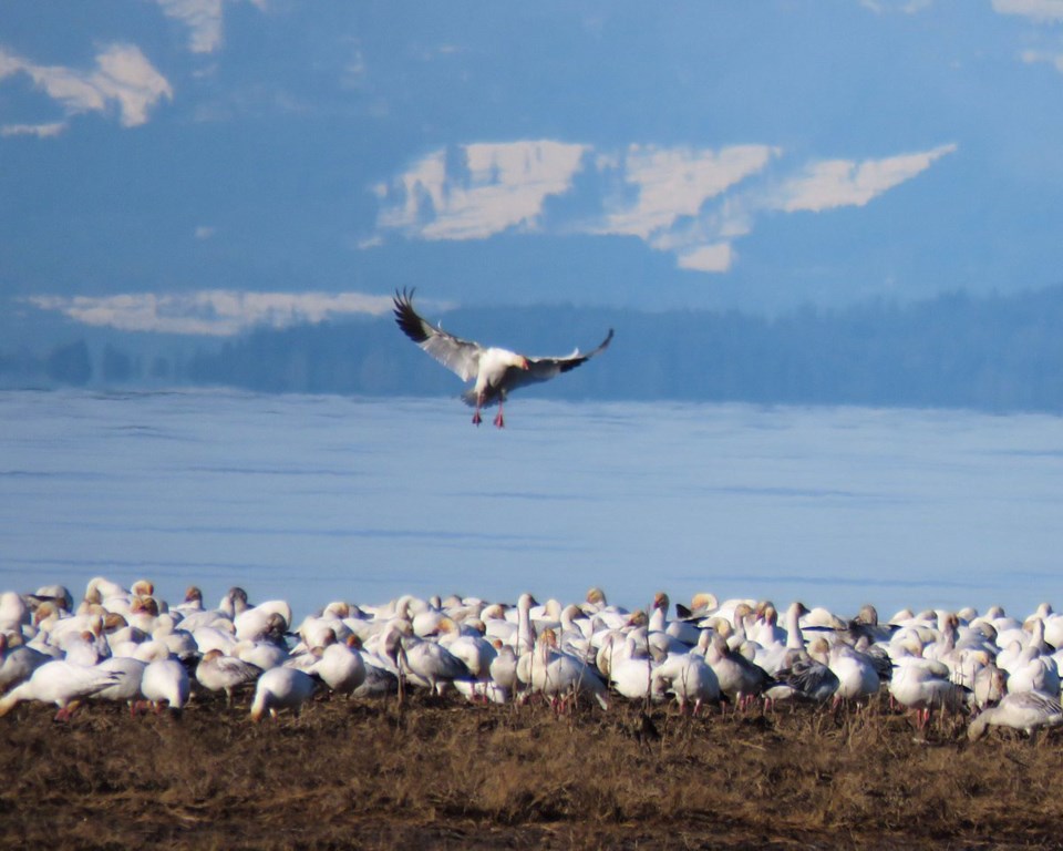 Snow geese