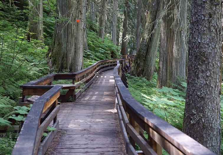 Ancient-Forest.05_342019.jpg