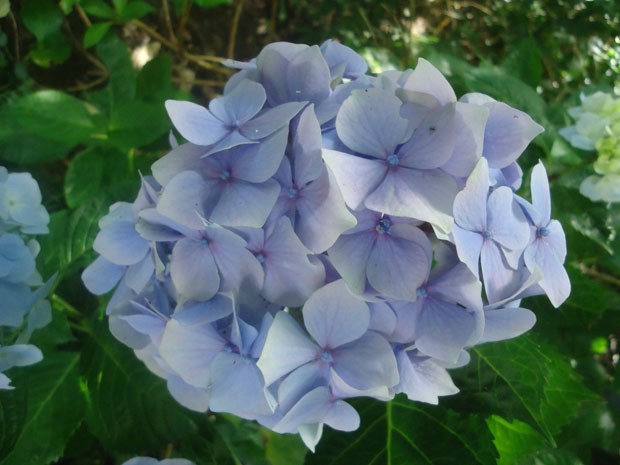 hydrangea