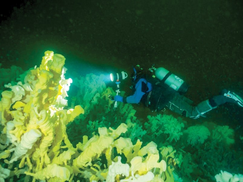 Marine Life Sanctuaries Society director Glen Dennison dives 115 feet of Halkett Point to find vegetation once thought to have gone extinct 40 million years ago: glass sponge reefs. Fisheries and Oceans Canada has established eight new marine refuges in Howe Sound.