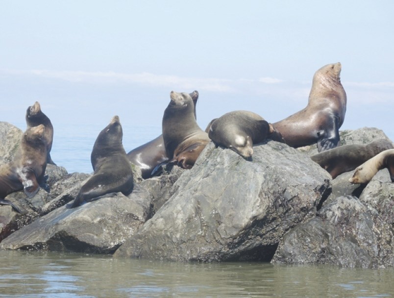 These sea lions off the coast of Steveston could soon be on the menu if a First Nations society gets