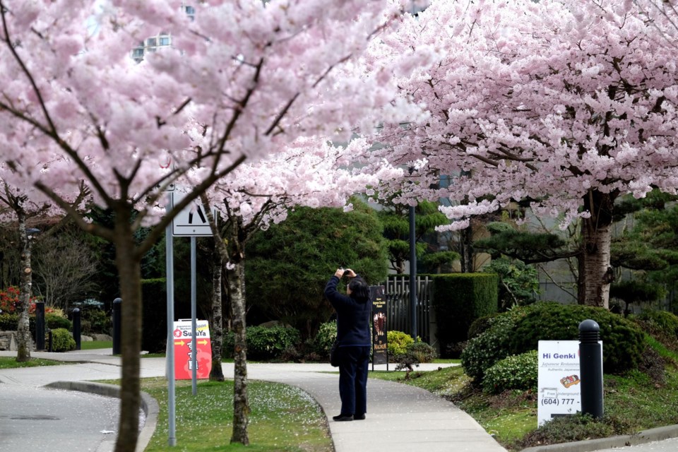 cherry blossoms, Nikkei Centre