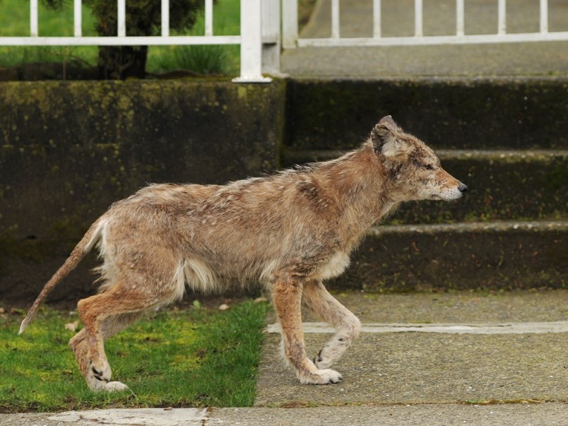 It's coyote season in Vancouver. File photo Dan Toulgoet