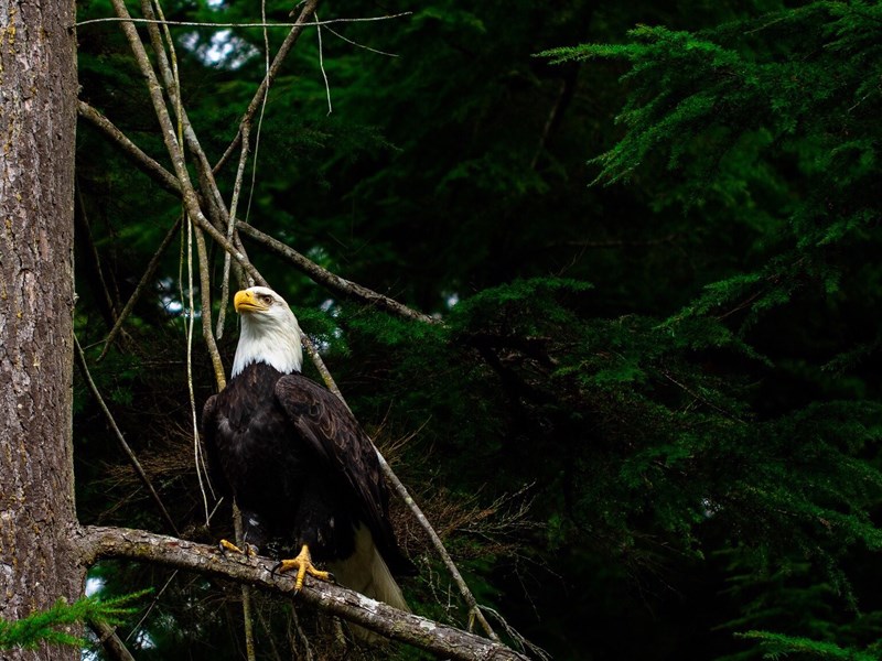 Powell River Orphaned Wildlife Society