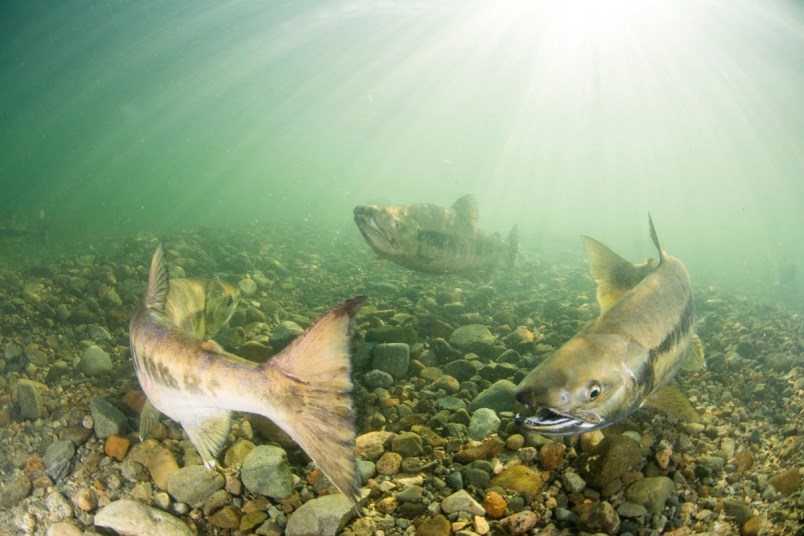 Salmon in the Fraser River