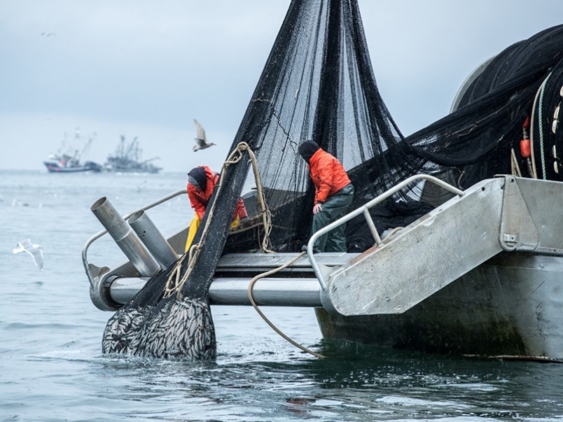 Herring boat