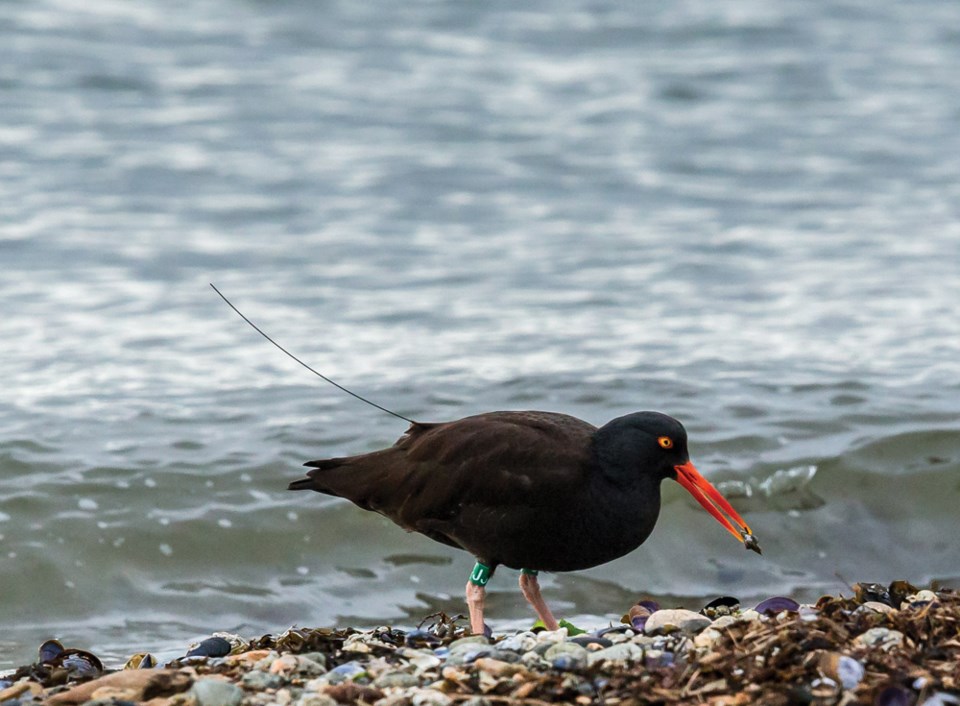 Black Oystercatcher