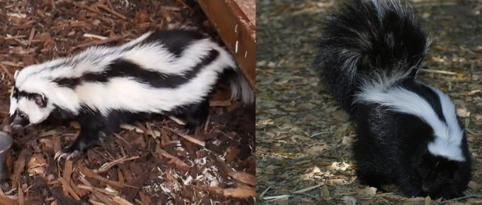 skunk polecat